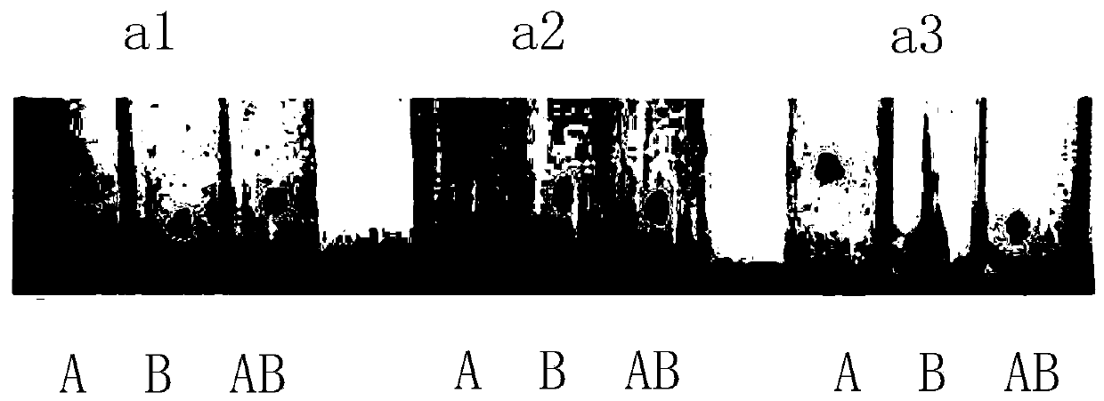 Hybridoma cell strain capable of secreting anti-human AB blood type IgM type monoclonal antibodies, monoclonal antibodies, and application