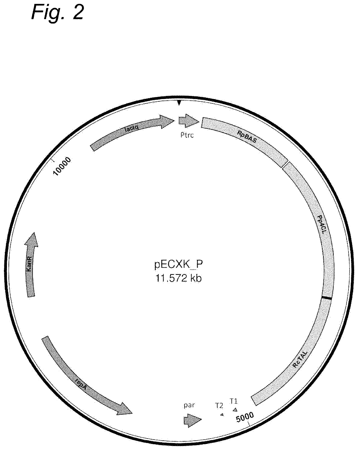 Production of a flavour compound in a host cell