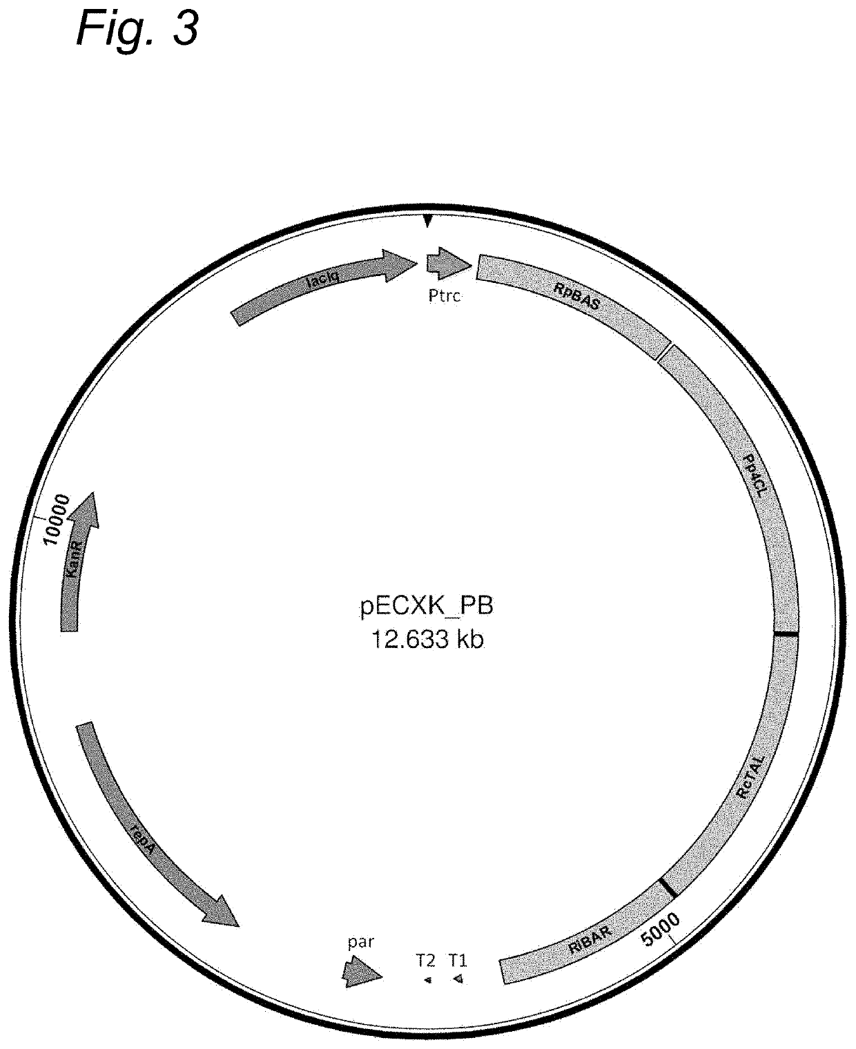 Production of a flavour compound in a host cell