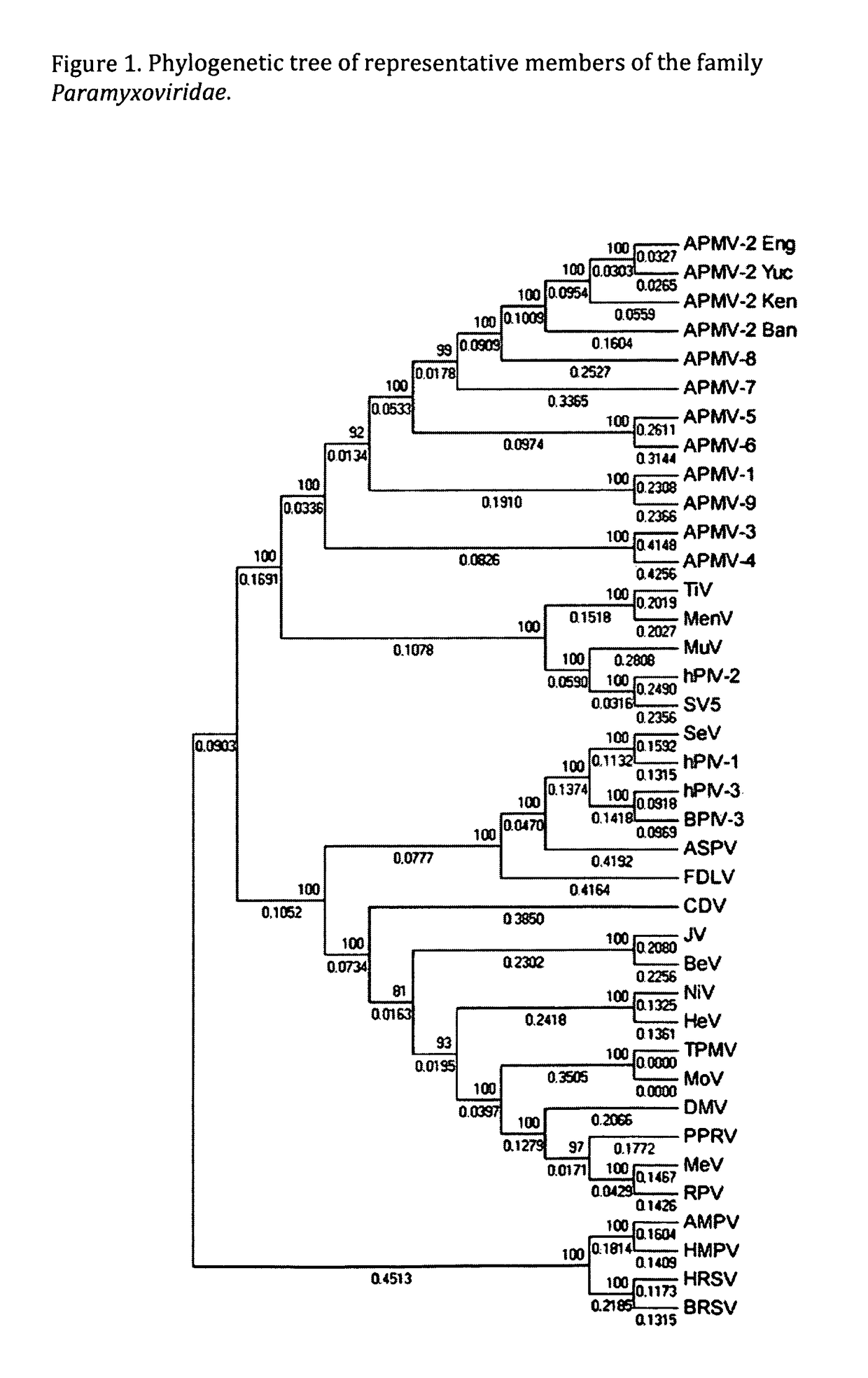 Genomic sequence of avian paramyxovirus type 2 and uses thereof