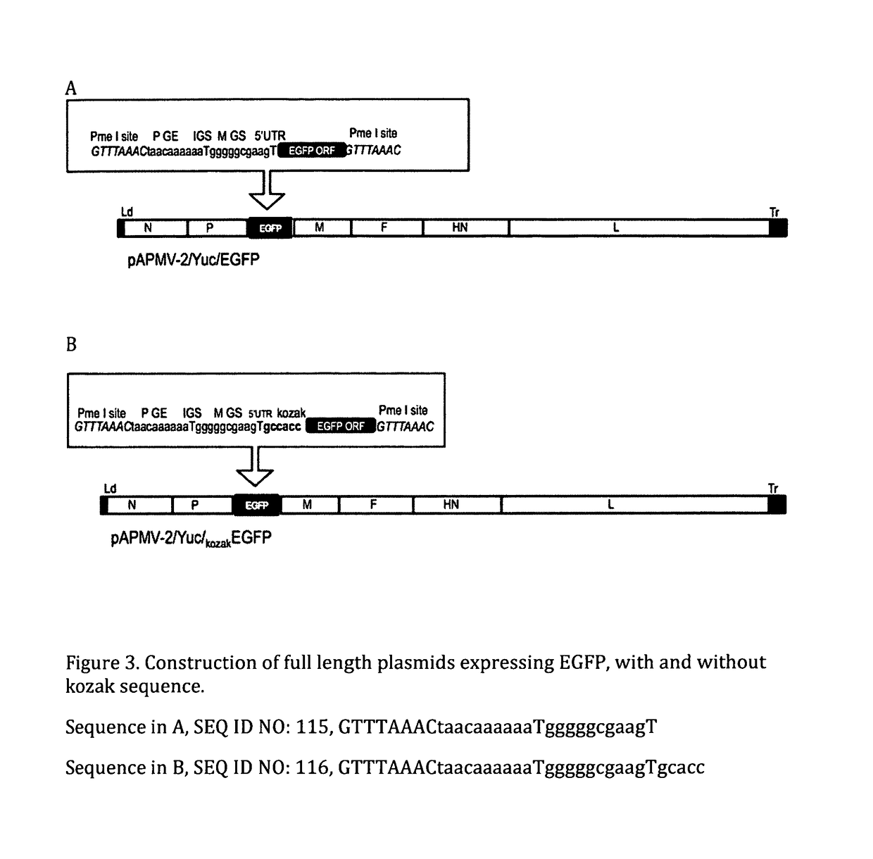 Genomic sequence of avian paramyxovirus type 2 and uses thereof