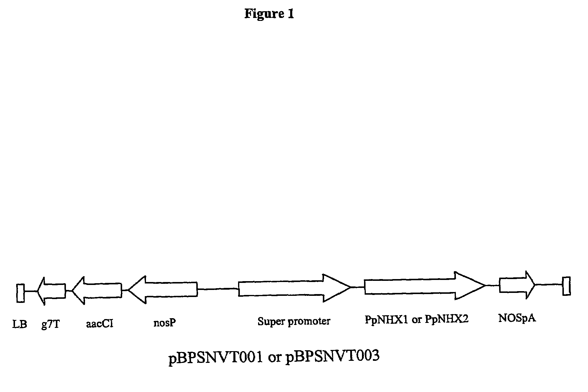 Plant polynucleotides encoding novel Na<sup>+</sup>/H<sup>+</sup> antiporters