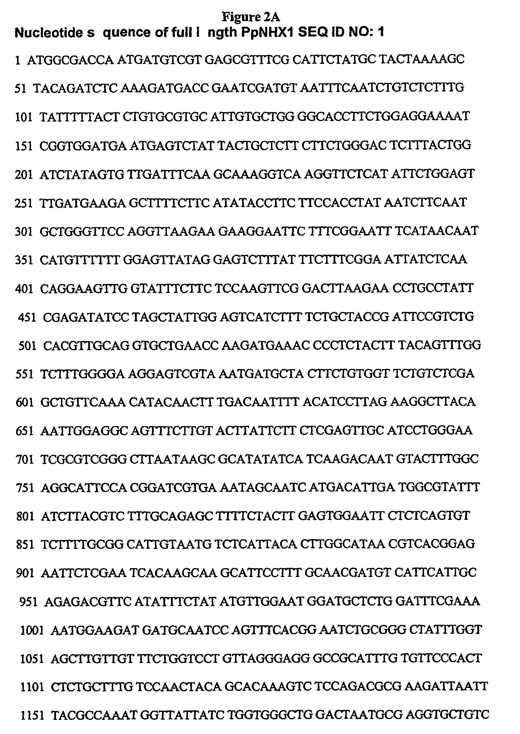 Plant polynucleotides encoding novel Na<sup>+</sup>/H<sup>+</sup> antiporters