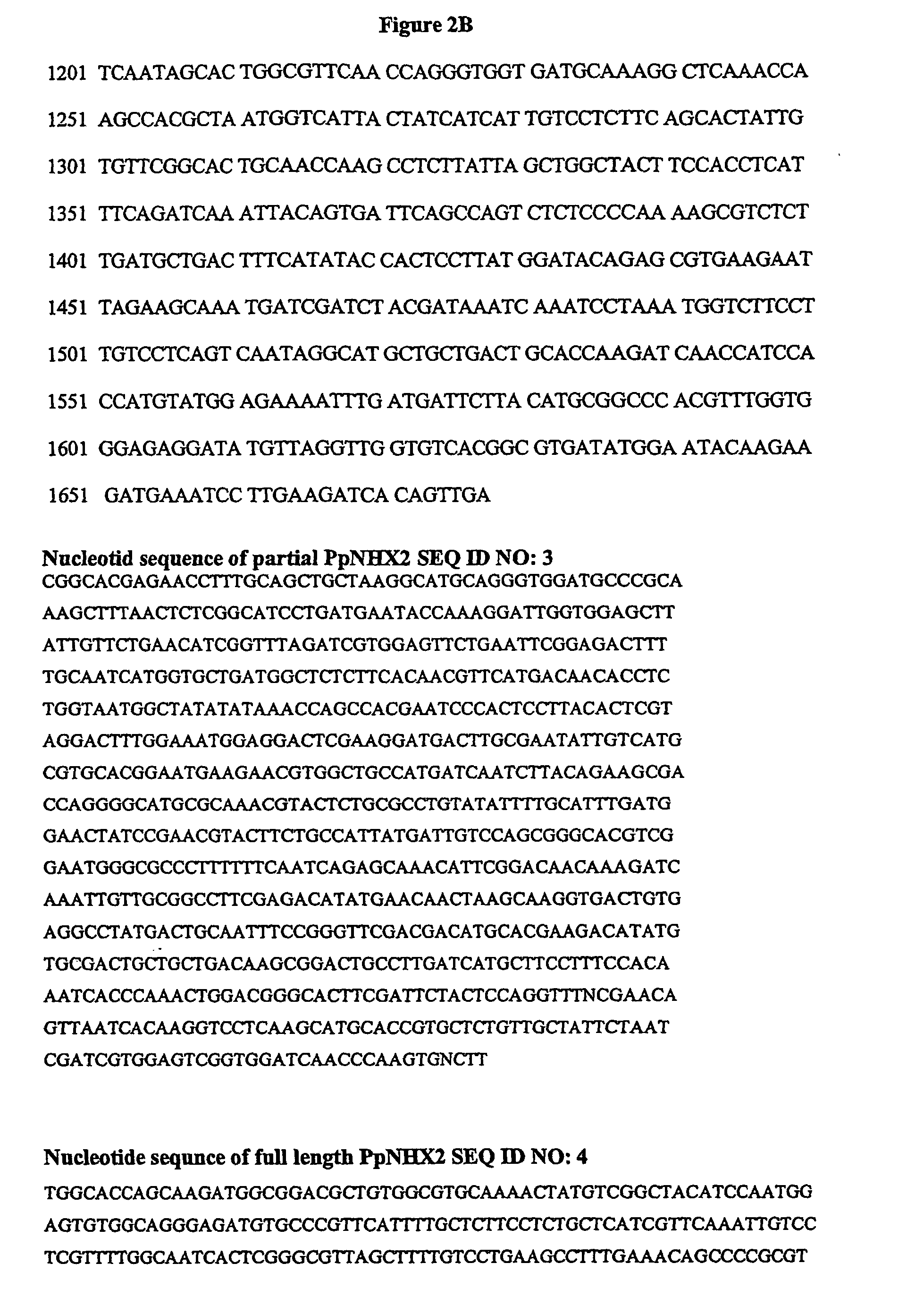 Plant polynucleotides encoding novel Na<sup>+</sup>/H<sup>+</sup> antiporters