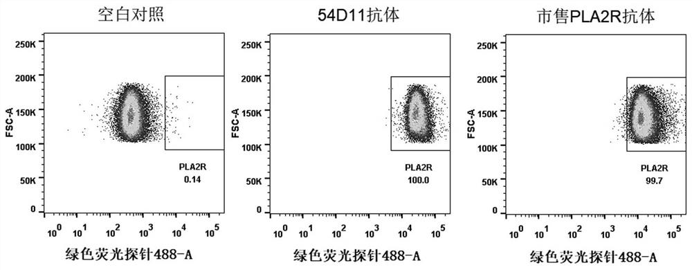 A kind of anti-pla2r recombinant rabbit monoclonal antibody and its application