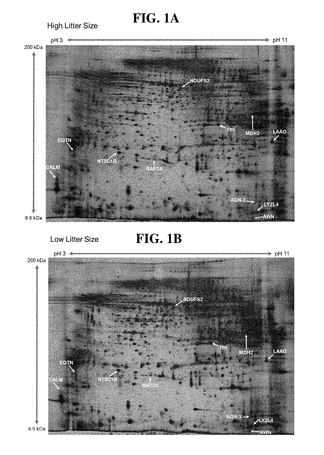 Method of predicting animal litter size using protein biomarkers related with fertility, and method of predicting animal sperm quality and litter size using chlortetracycline staining