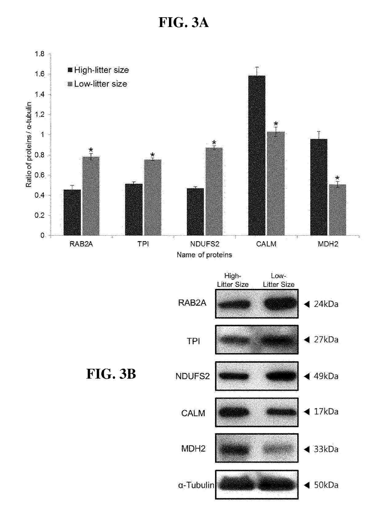 Method of predicting animal litter size using protein biomarkers related with fertility, and method of predicting animal sperm quality and litter size using chlortetracycline staining