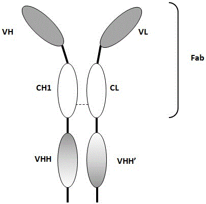 Bivalent antibody having single-domain antigen-binding fragment fused to conventional Fab fragment
