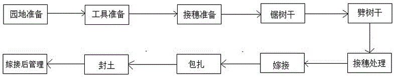 Ground stock hard scion grafting method for grape