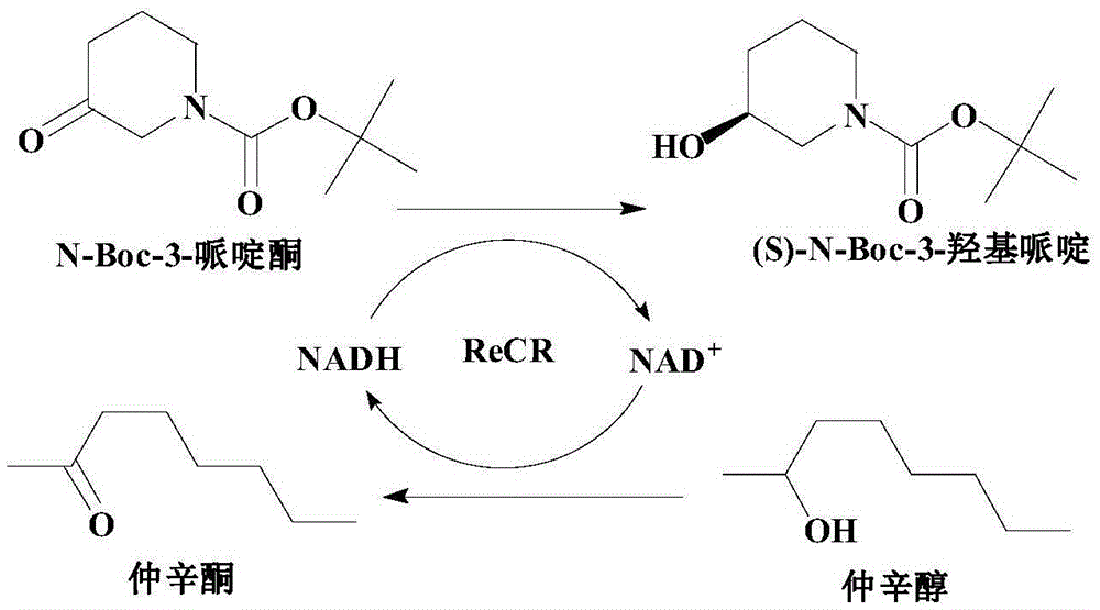 Recombinant carbonyl reductase ReCR, encoding gene, vector, engineering bacterium and application thereof