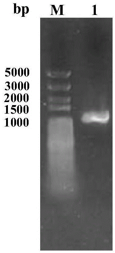 Recombinant carbonyl reductase ReCR, encoding gene, vector, engineering bacterium and application thereof