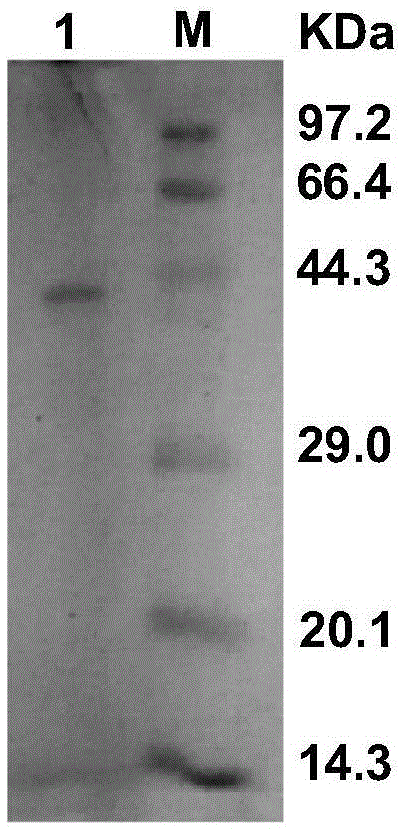 Recombinant carbonyl reductase ReCR, encoding gene, vector, engineering bacterium and application thereof