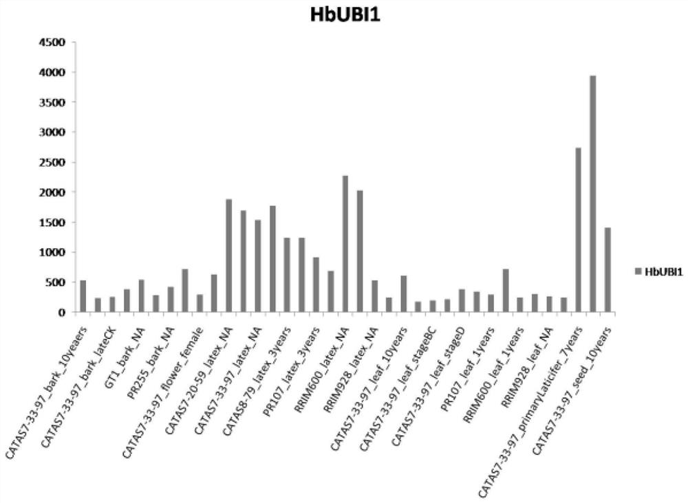 Rubber tree ubiquitin gene promoter proHbUBI1 and cloning and application thereof