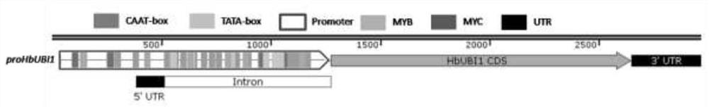 Rubber tree ubiquitin gene promoter proHbUBI1 and cloning and application thereof