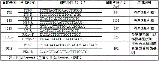 Fusarium oxysporum nucleotide sequence qualitative standard sample and preparing method thereof