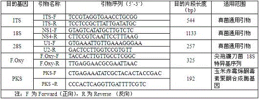 Fusarium oxysporum nucleotide sequence qualitative standard sample and preparing method thereof