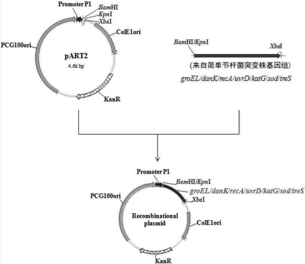 Mutant strain and engineering bacterium of arthrobacter simplex with stress tolerence