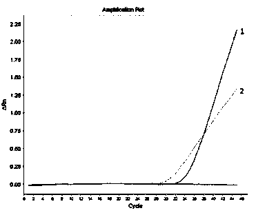 Primer probe and method for performing real-time fluorescent polymerase chain reaction (PCR) detection on origin ingredients of raccoon