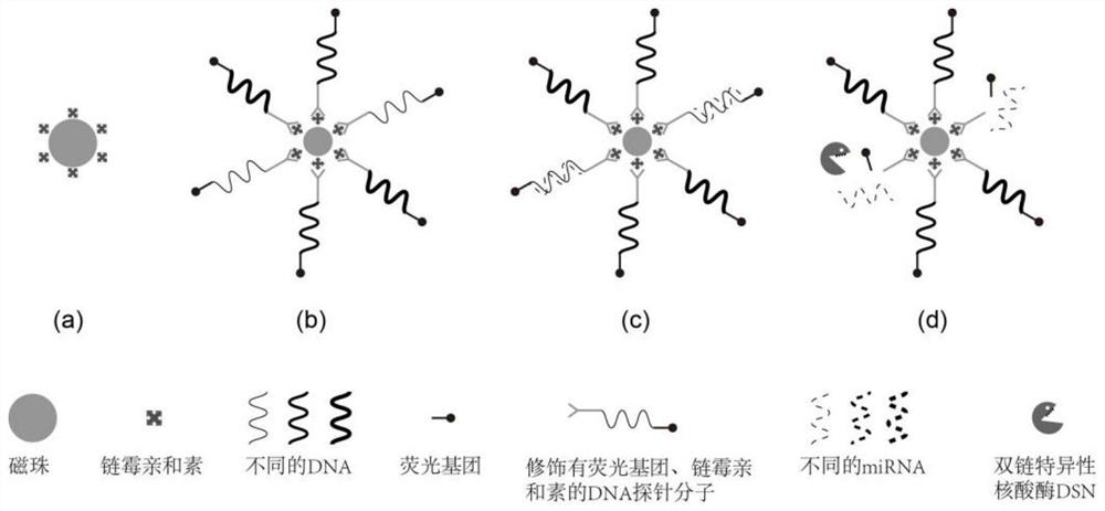 Composite locked nucleic acid magnetic bead probe for detecting miRNA marker, construction method and diagnostic reagent containing probe