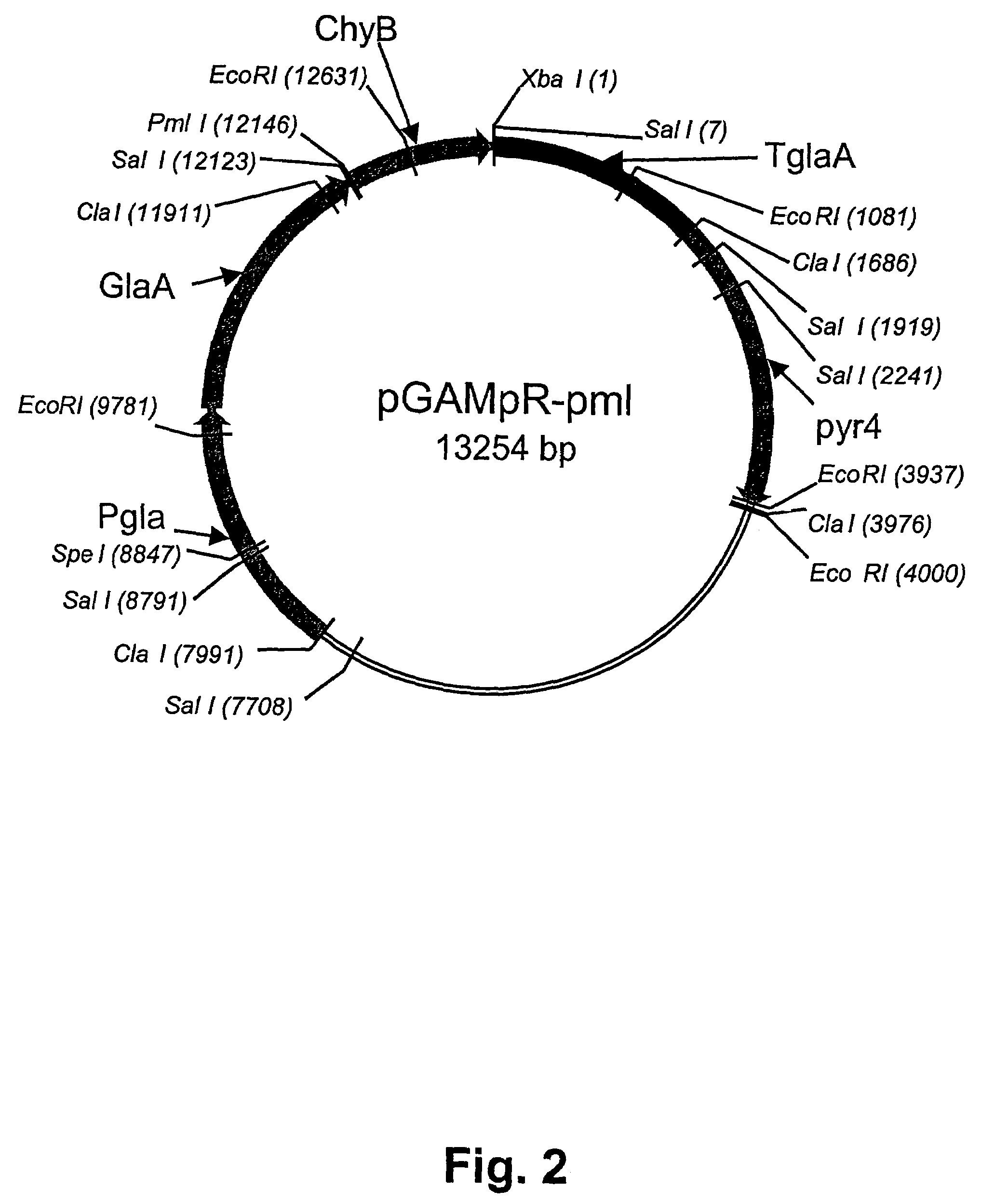 Method of producing non-bovine chymosin and use hereof