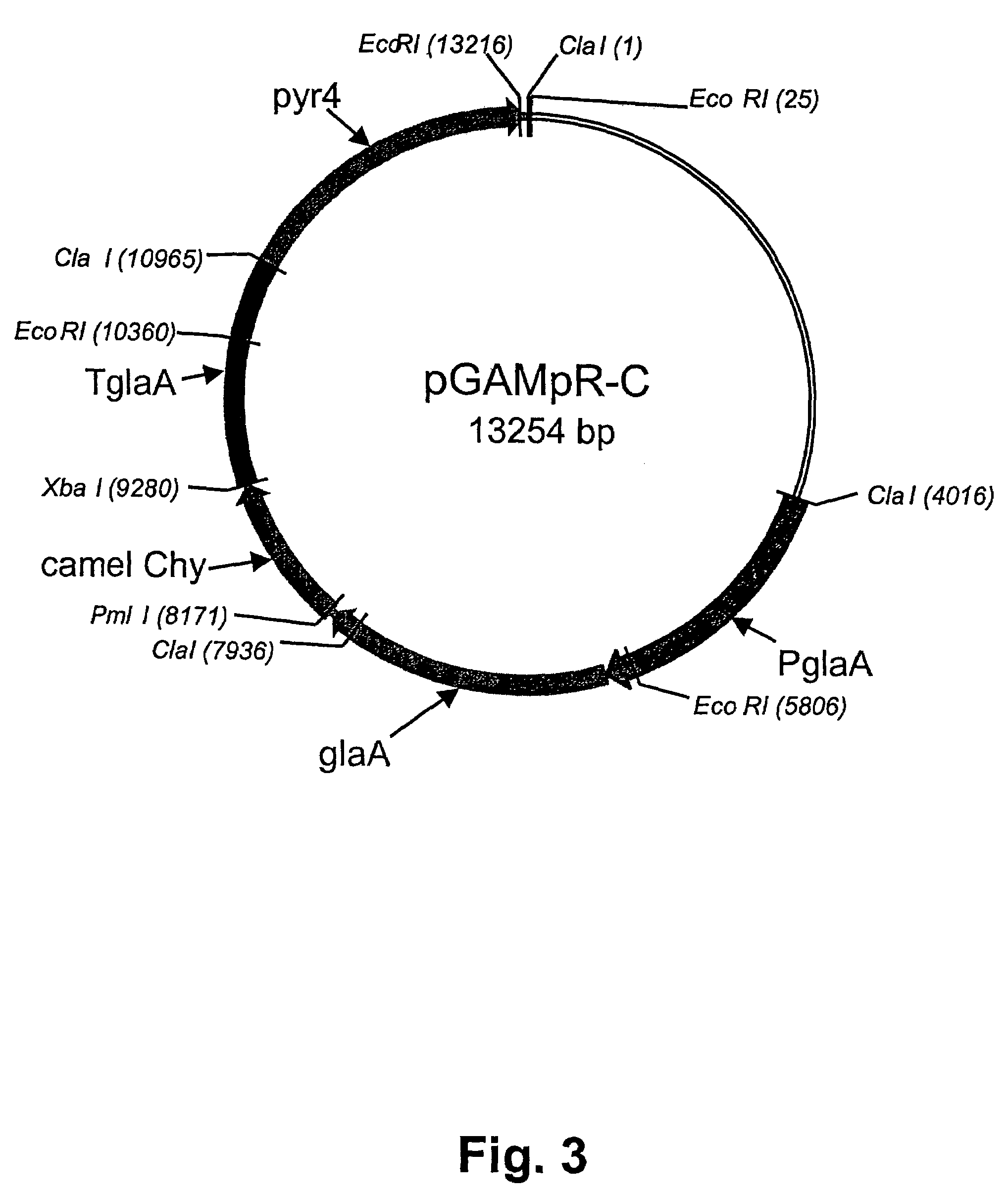 Method of producing non-bovine chymosin and use hereof