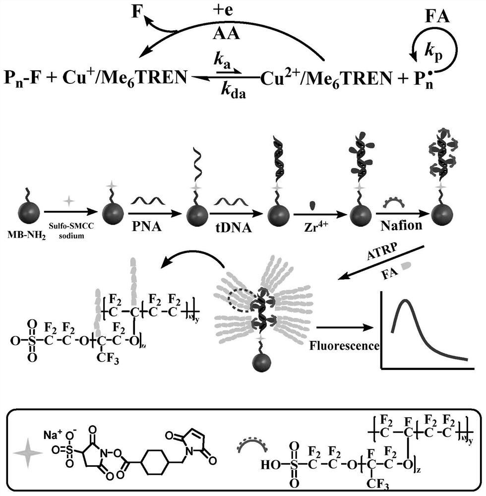 A kit for early diagnosis of lung cancer based on signal amplification of nafion-induced atom transfer radical polymerization