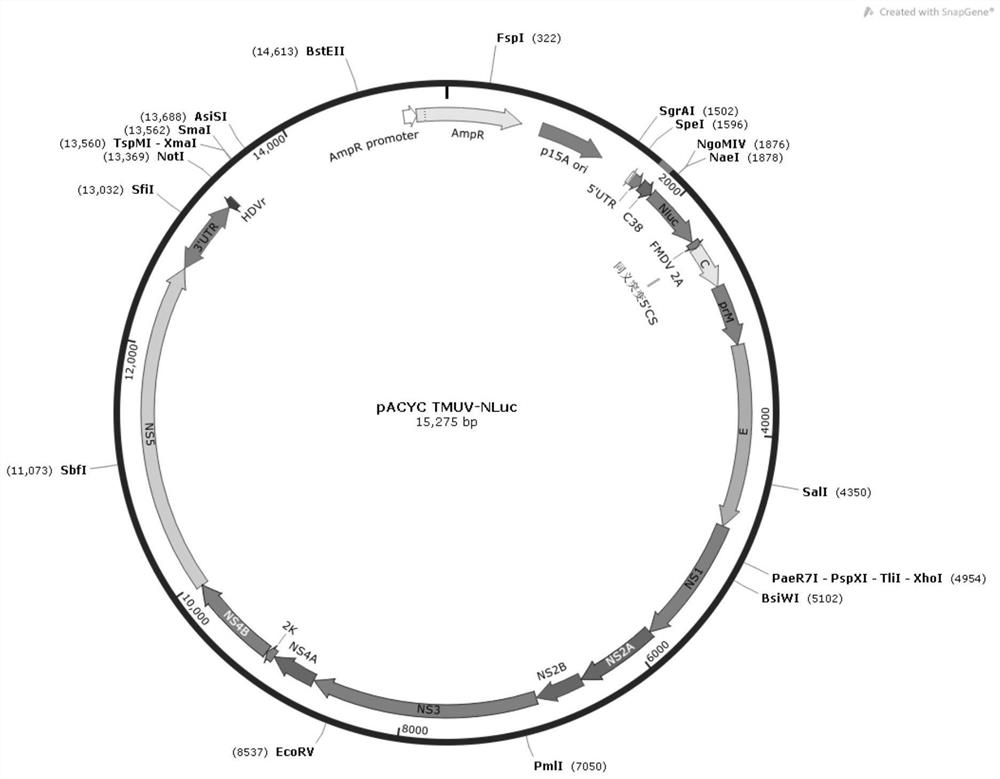 A kind of preparation method of duck Tembusu reporter virus and its product and application