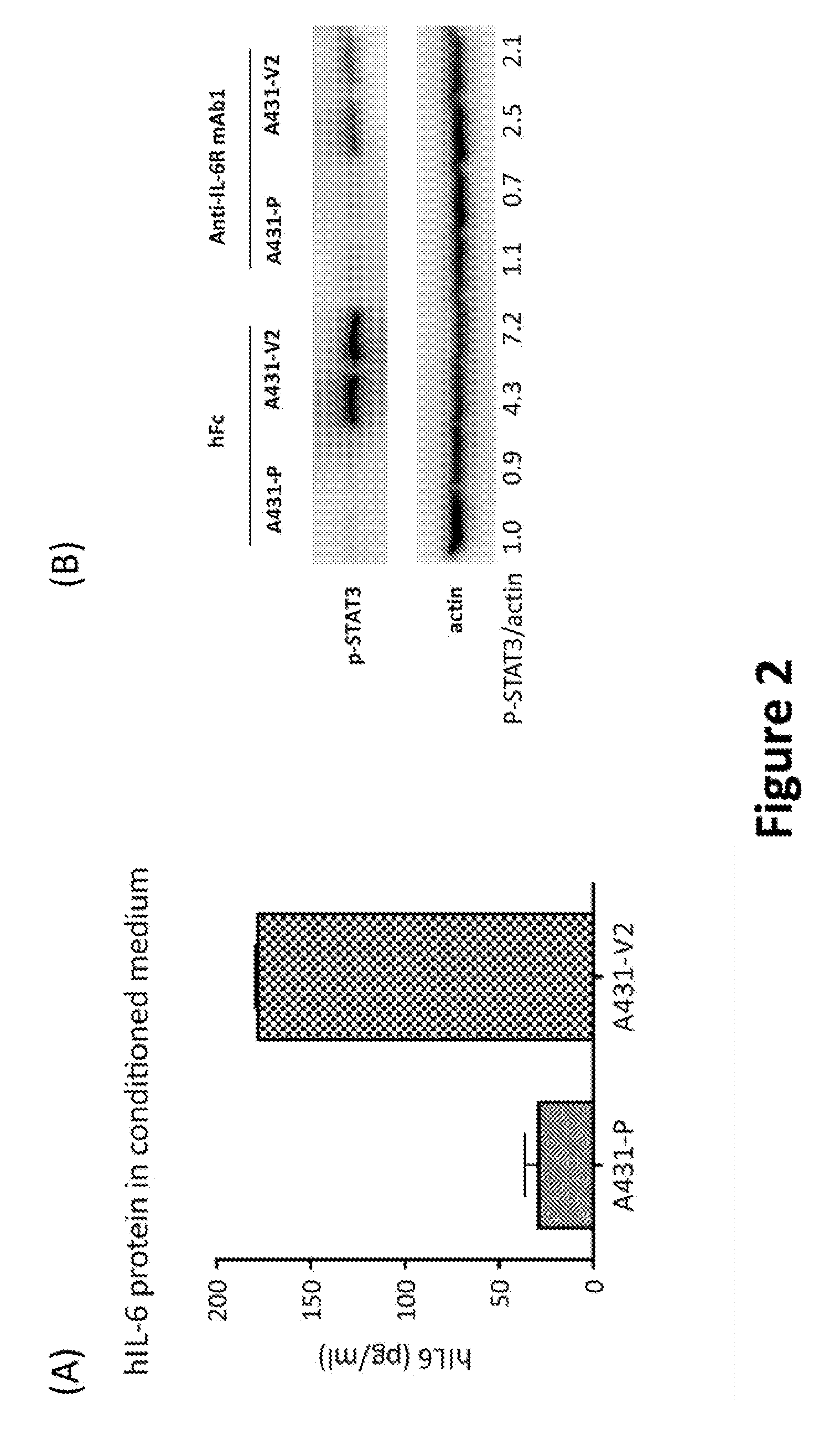 Methods of inhibiting tumor growth by antagonizing il-6 receptor