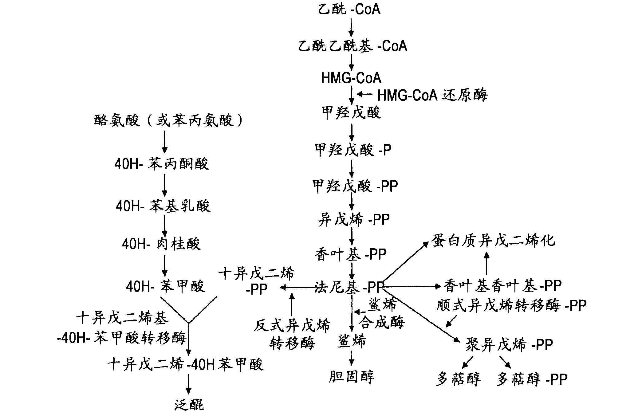 Methods and use of inducing apoptosis in cancer cells