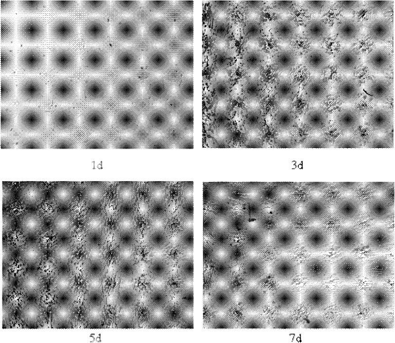 Complete medium and human amnion-derived mesenchymal stem cell culture method