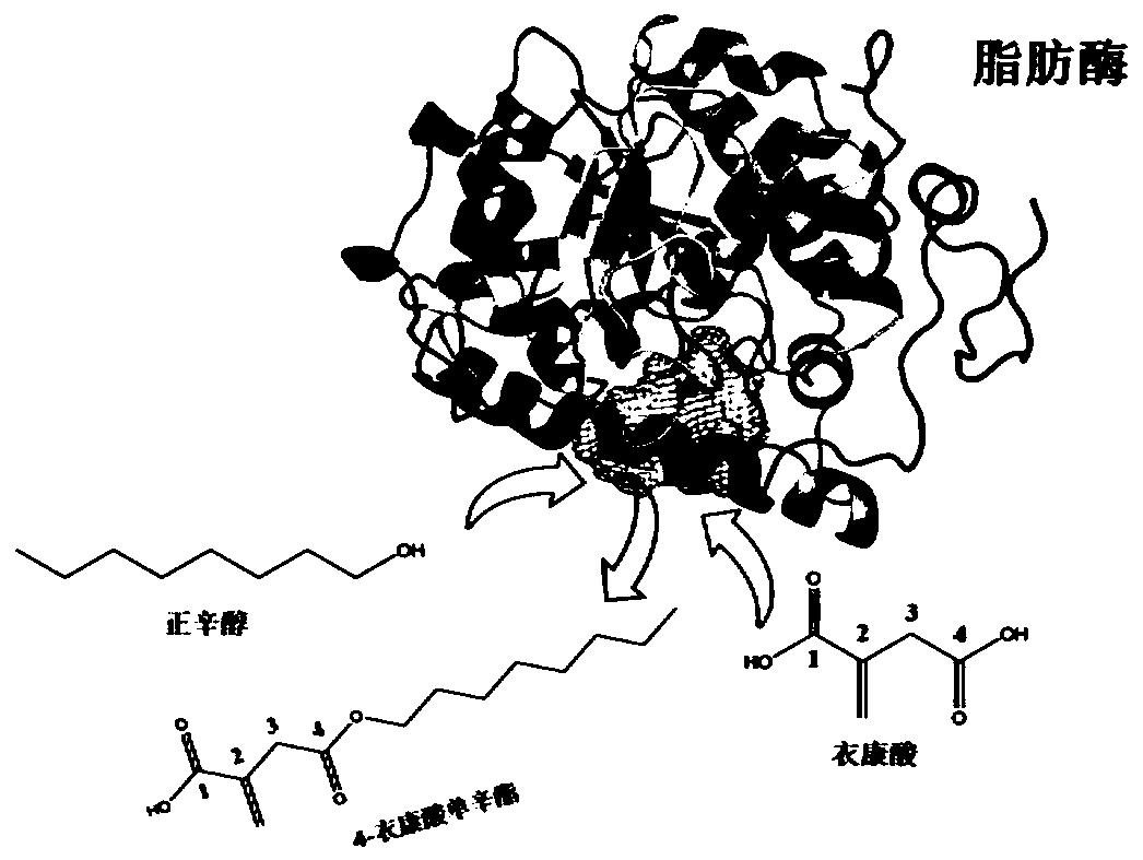 Method for preparing 4-octyl itaconate by enzymatic selective catalysis