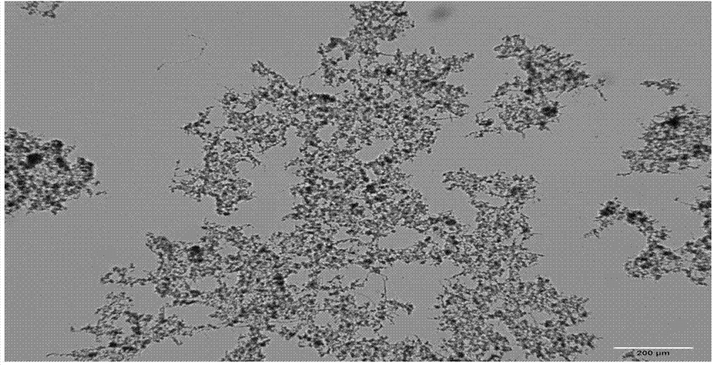 Starting method of nitrosated granule sludge for treating urban sewage