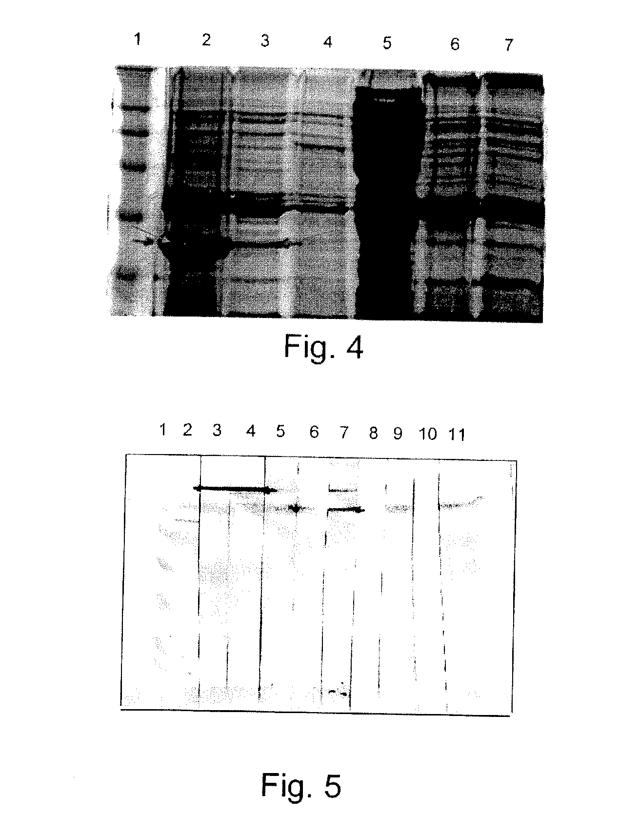 Subunits of the adenovirus fiber protein and uses thereof as vaccines