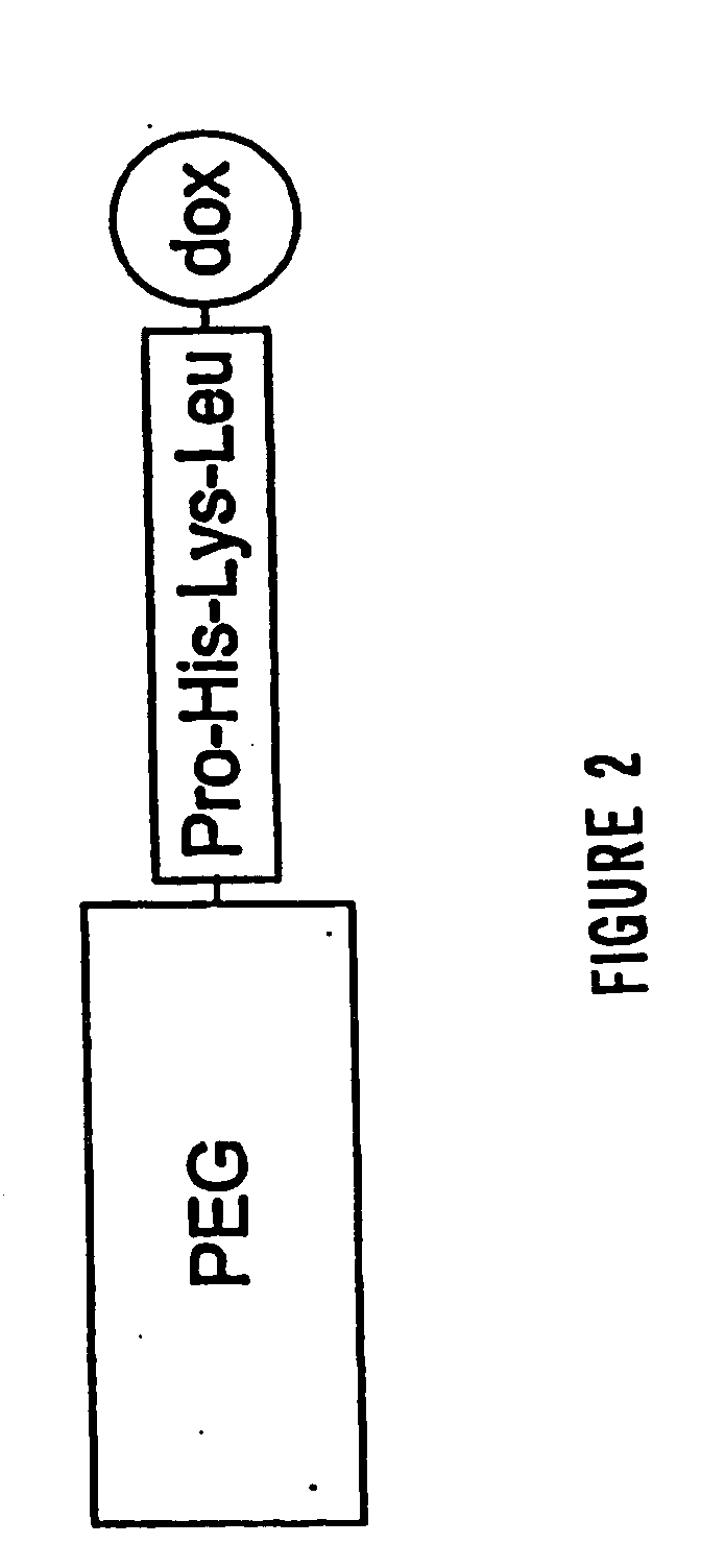 Targeted enzyme prodrug therapy