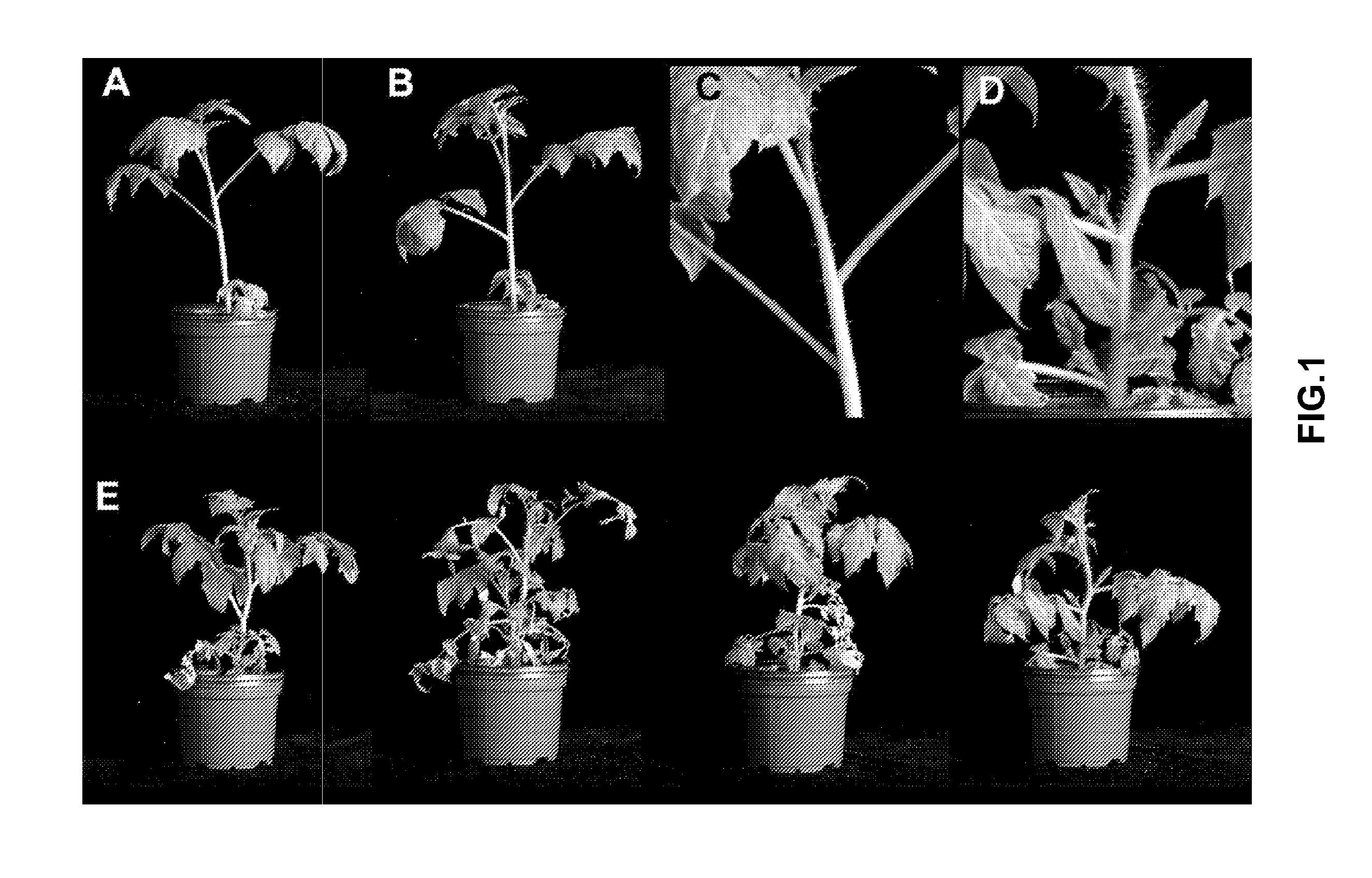 Genes regulating plant branching, promotors, genetic constructs containing same and uses thereof