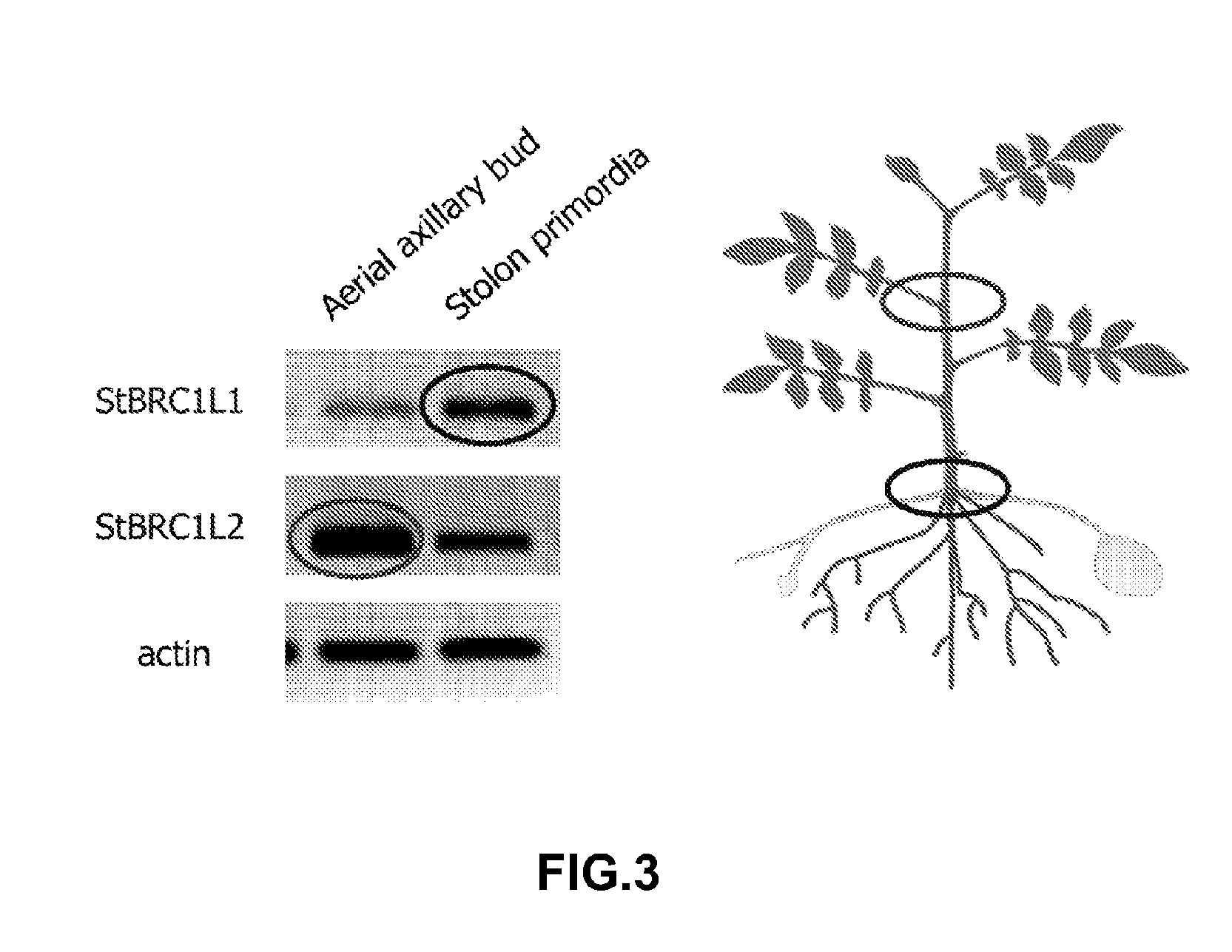 Genes regulating plant branching, promotors, genetic constructs containing same and uses thereof