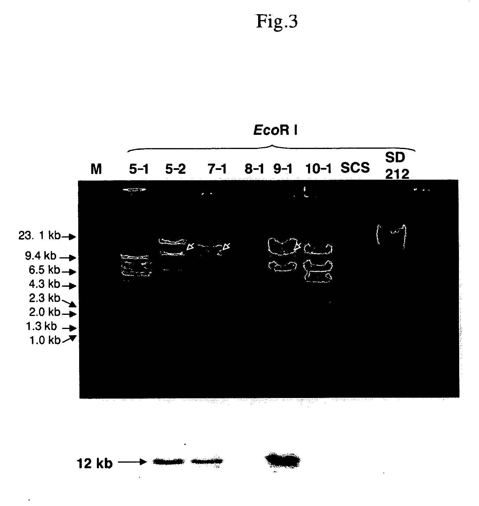 Novel carotenoid hydroxylase gene, method for preparing hydroxylated carotenoid, and novel geranylgeranyl pyrophosphate synthase