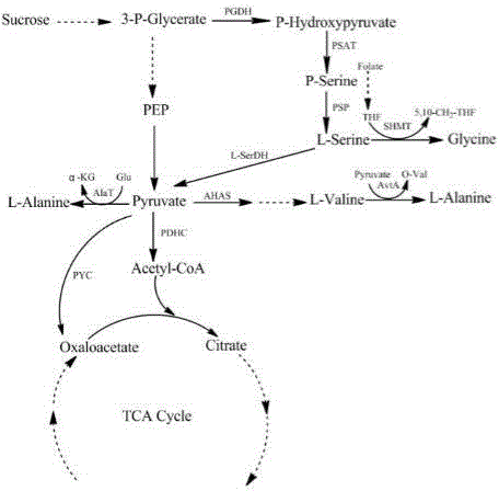 Methods for constructing and fermenting L-serine high-yielding recombinant corynebacterium glutamicum