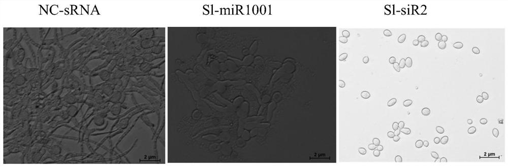 RNA bacteriostatic agent siR2 and crop pathogen inhibitor