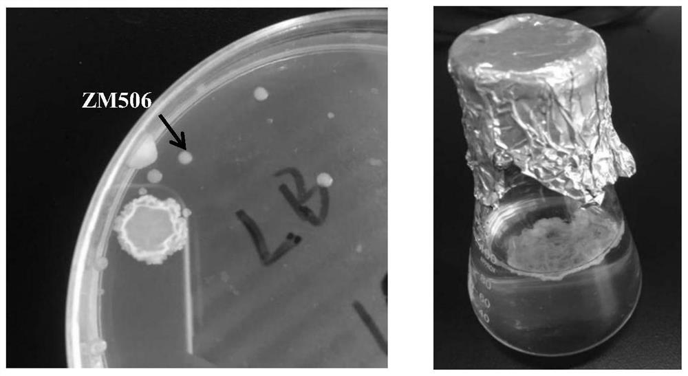 A kind of Bacillus amyloliquefaciens and its application in silver pomfret culture