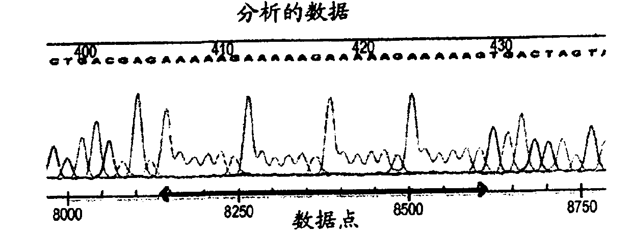 Novel enzyme electrode, and fuel cell comprising the enzyme electrode