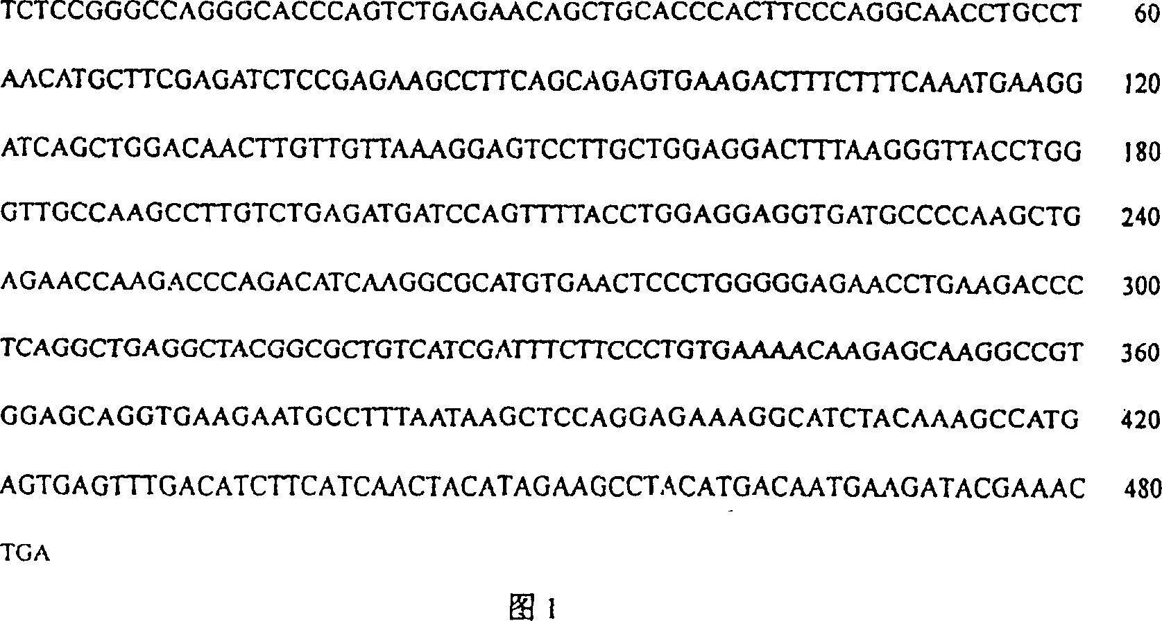 Human interleukin-10 gene sequenc and E coli containing the said gene sequence
