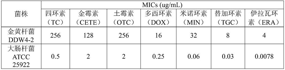 A kind of Chrysobacterium aureus ddw4-2 strain and its application in degrading tetracycline antibiotics