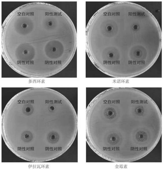 A kind of Chrysobacterium aureus ddw4-2 strain and its application in degrading tetracycline antibiotics
