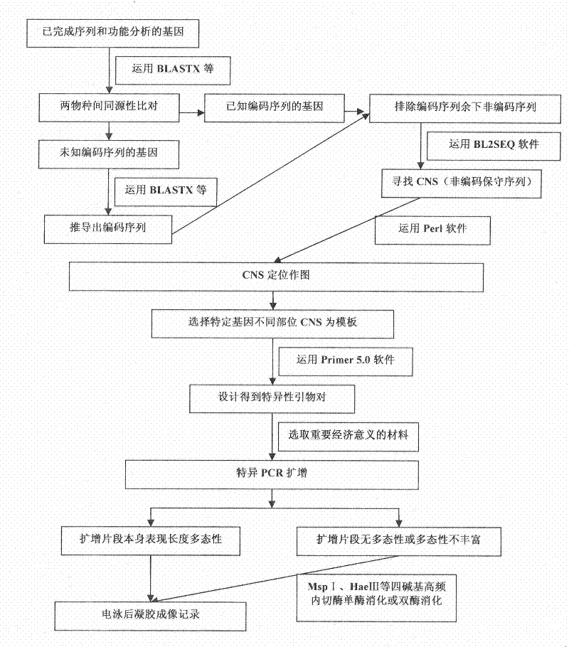 General use molecular marker CNS-AFLP for gramineae