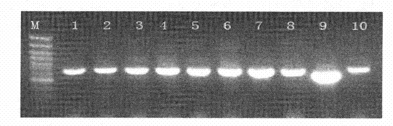 General use molecular marker CNS-AFLP for gramineae