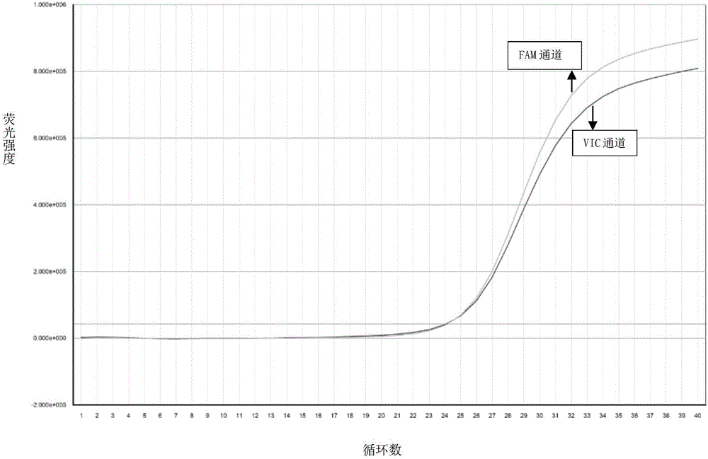 Primer, kit and method for detecting human CYP2C9 genetic typing