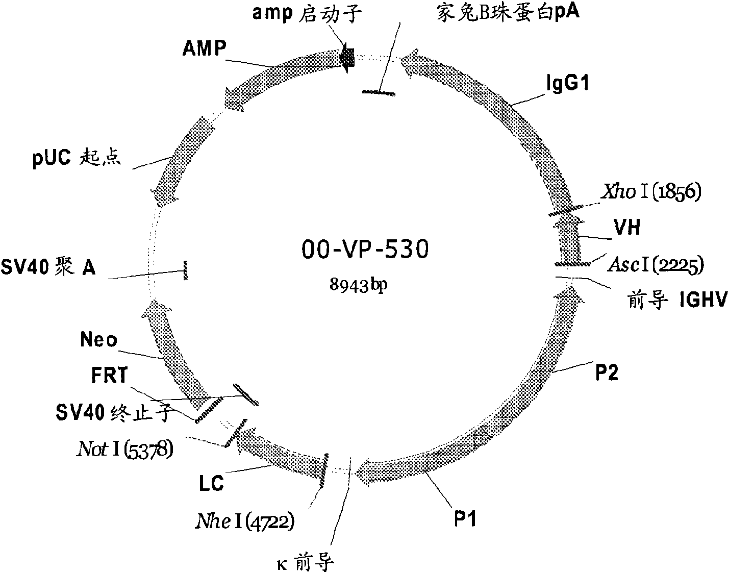 Recombinant antibodies for treatment of respiratory syncytial virus infections