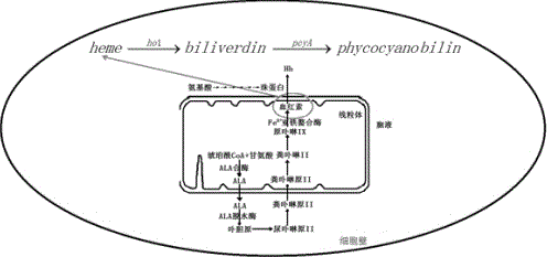 A method and application of multi-gene combination expression to prepare algae red pigment