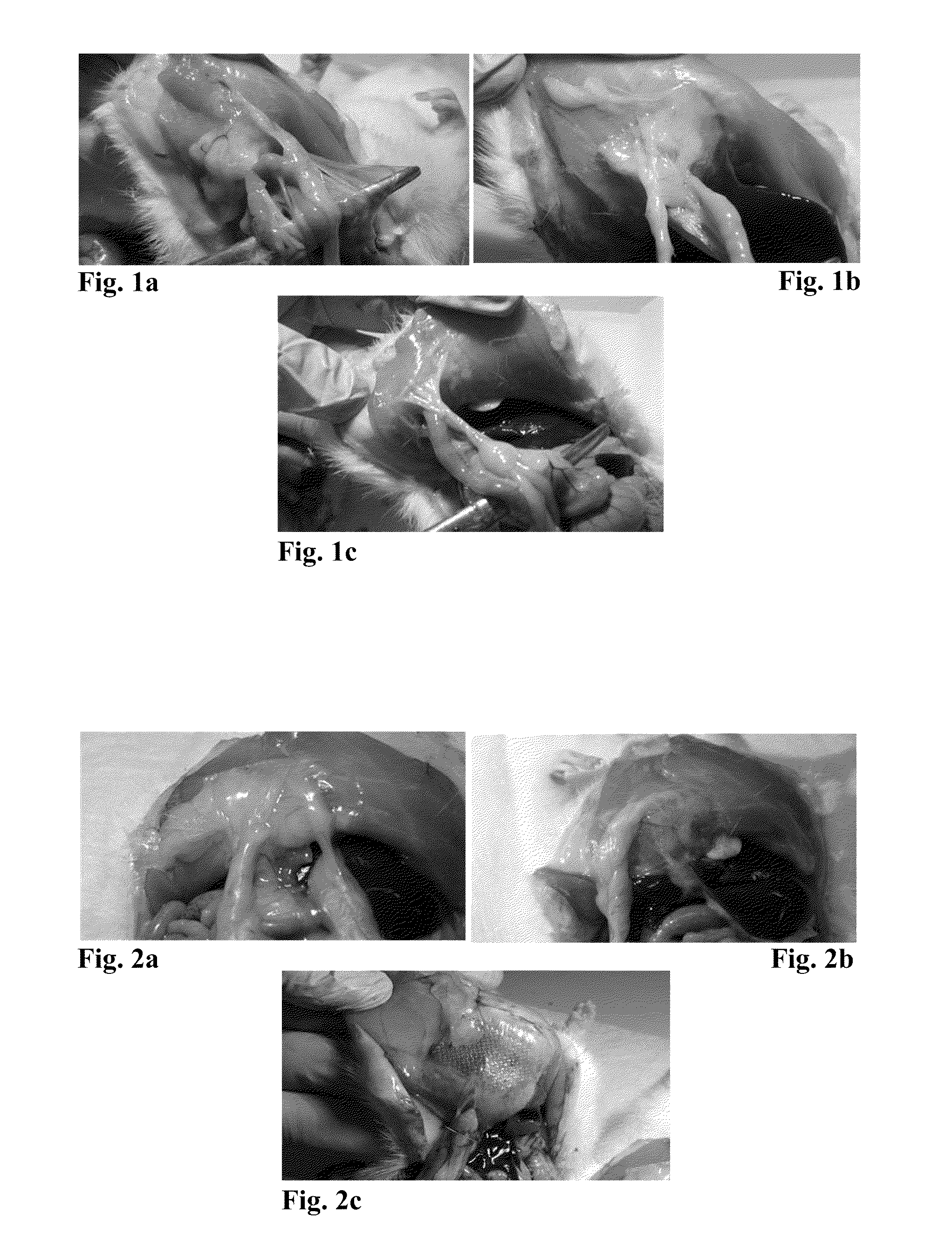Implantable Device Comprising a Substrate Pre-Coated with Stabilized Fibrin